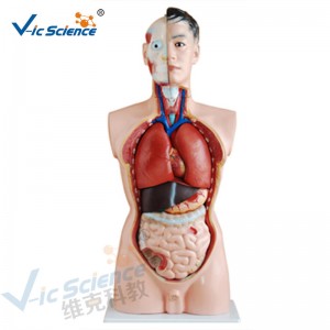 Modelo masculino do modelo 19 do torso do corpo humano 85CM do modelo humano da anatomia