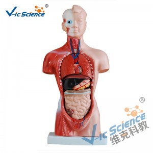 Modelo do corpo da anatomia das peças do modelo 15 do torso de 26CM